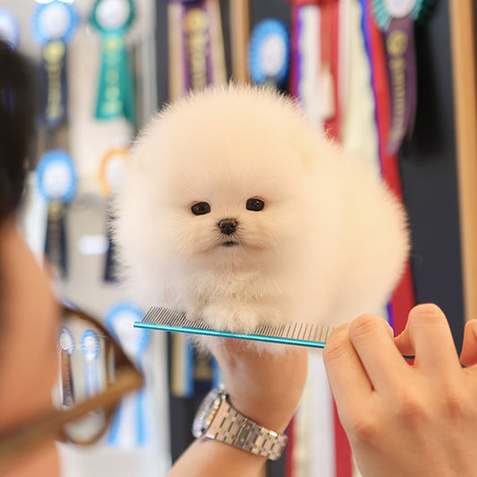 Pomeranian - Kre (Female)