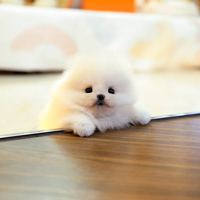 Pomeranian - Ppimppi (Female)