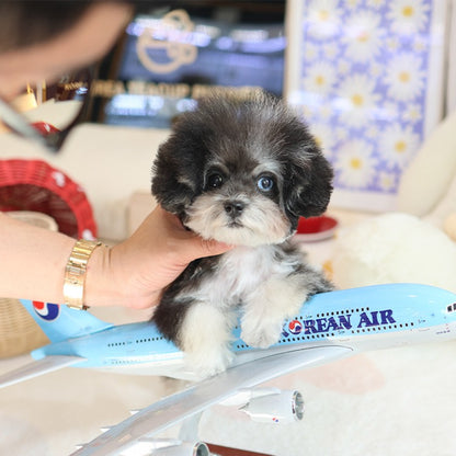 Poodle - Ppangyi (Female)