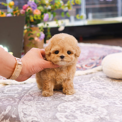 Maltipoo - Kkot (Female)