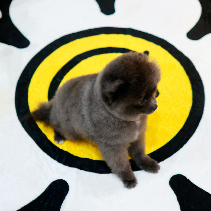 Pomeranian - Pia (Female)