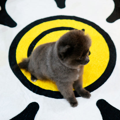 Pomeranian - Pia (Female)