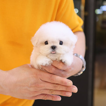 Bichon Frise - Helong (Male)