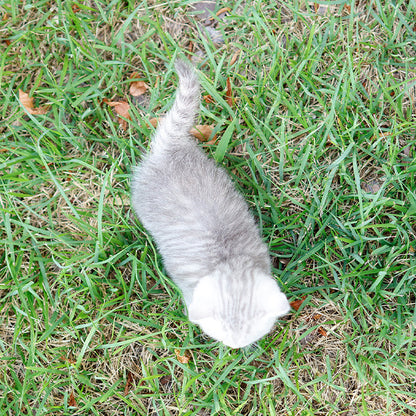 Munchkin - Mandaeng (Female)
