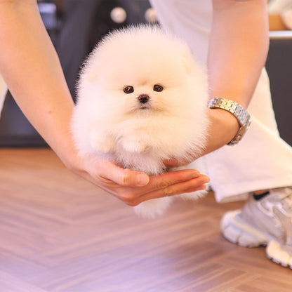 Pomeranian - Kre (Female)