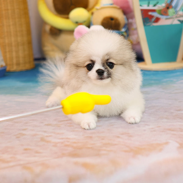 Pomeranian -  Powoo (Male)