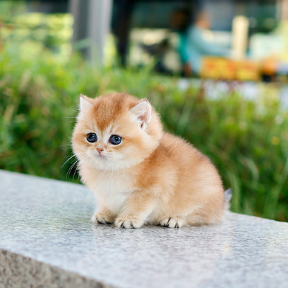 British Shorthair - Jumulleok (Male)