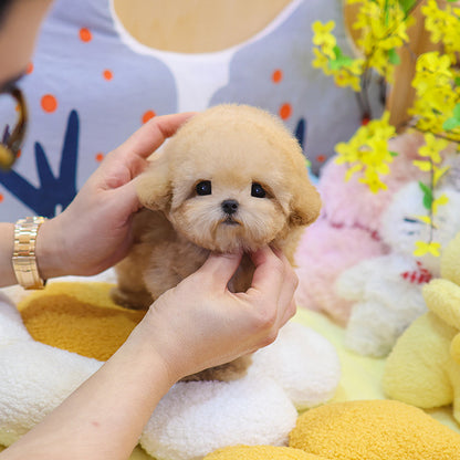 Poodle - Peurim (Male)