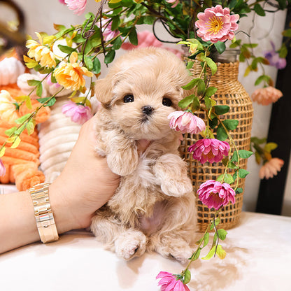 Maltipoo - Poyu (Male)
