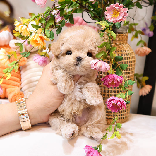 Maltipoo - Poyu (Male)