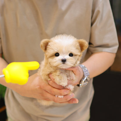 Maltipoo - Sasem (Male)