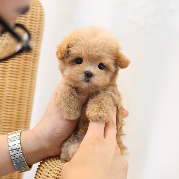 Maltipoo - Jjini (Female)