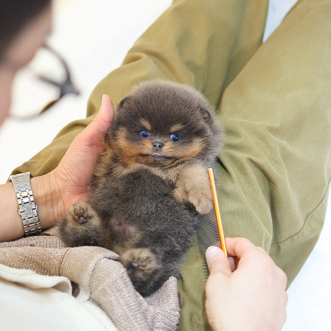 Pomeranian - Ddona (Male)