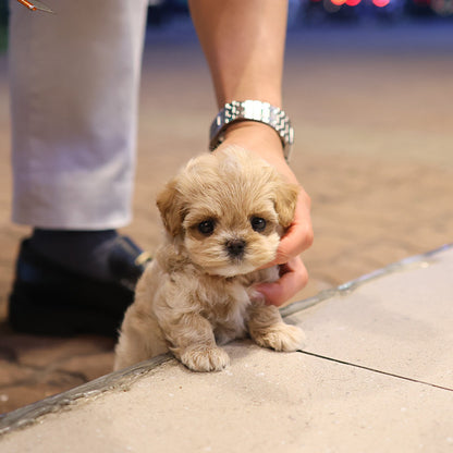 Maltipoo - Bonggu (Male)