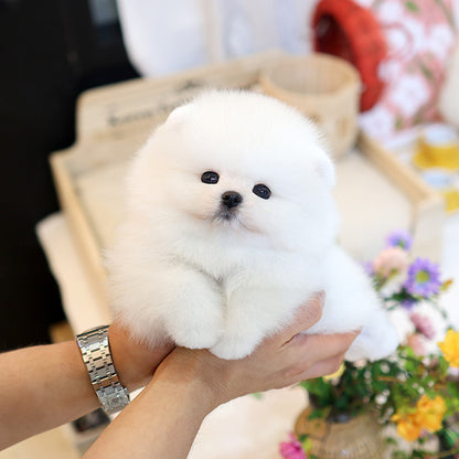 Pomeranian - Kupang (Male)