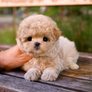 Maltipoo - Dangdang (Male)