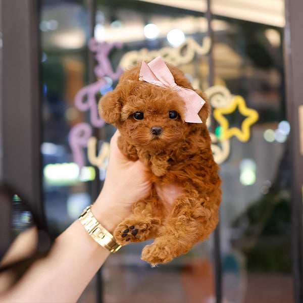 Poodle - Siwon (Female)