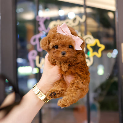 Poodle - Siwon (Female)