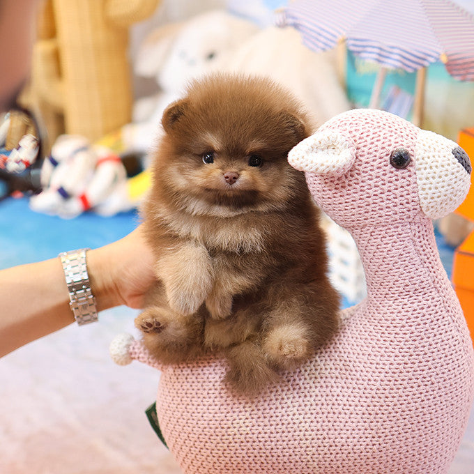 Pomeranian - Bamyi (Male)