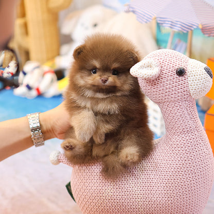 Pomeranian - Bamyi (Male)