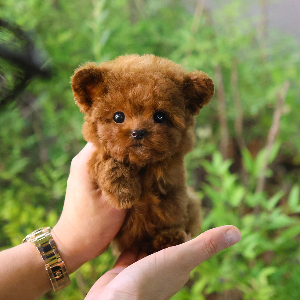 Poodle - Benny (Female) $3500