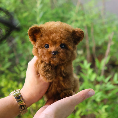 Poodle - Benny (Female) $3500
