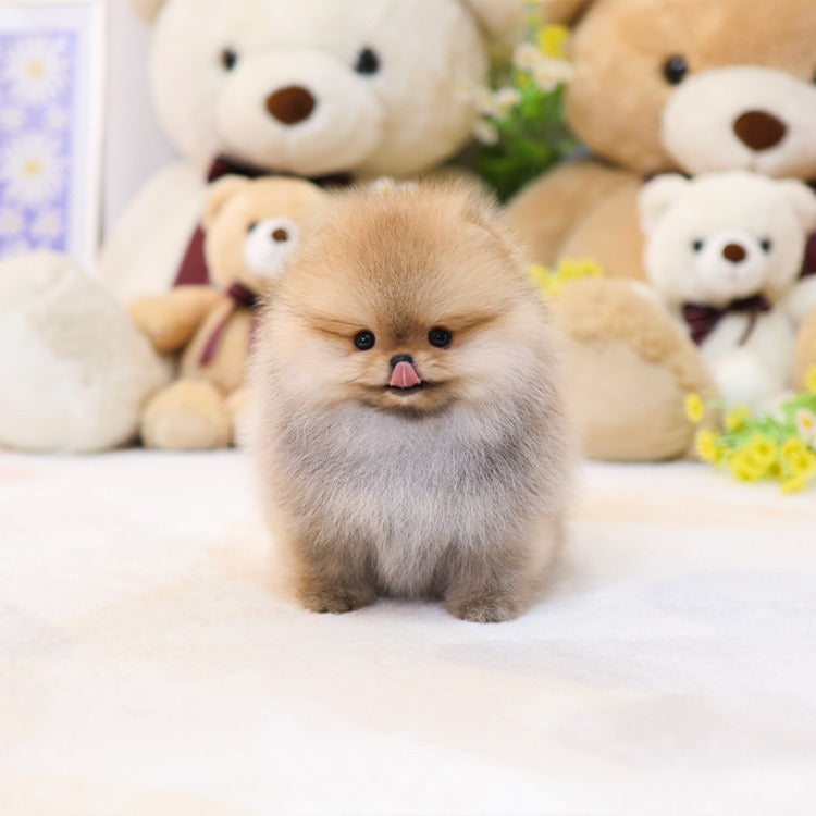 Pomeranian - Hoho (Male)