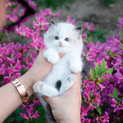 Ragdoll - Pulpul (Male)