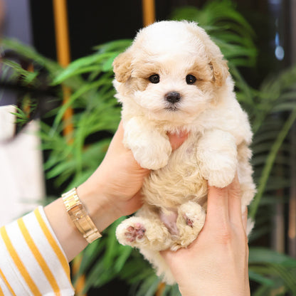 Poochon - Somyi (Male)