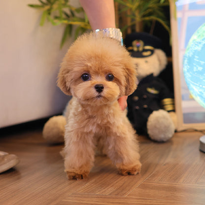Maltipoo - Ppoppi (Female)