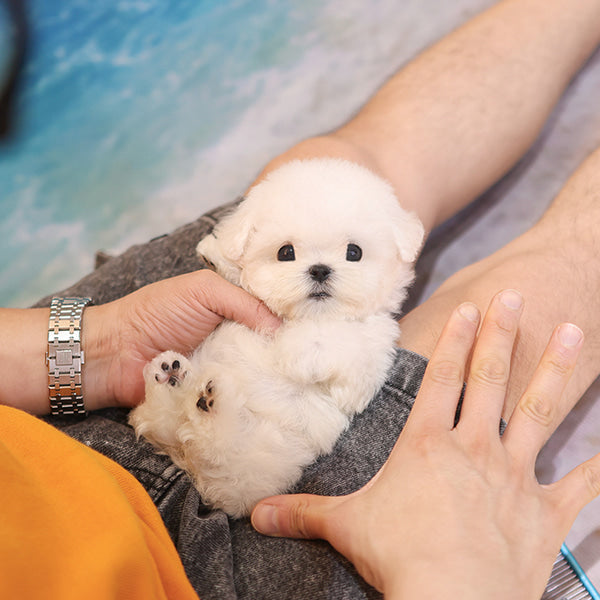 Bichon Frise - Helong (Male)