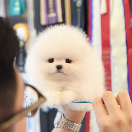 Pomeranian - Deobi (Male)