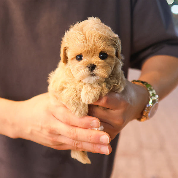 Maltipoo - Yuja (Female)