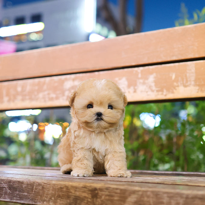 Maltipoo - Peanut (Male)