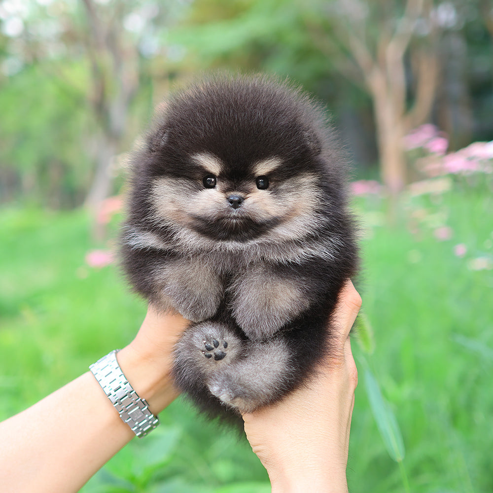 Pomeranian - Nua (Female)