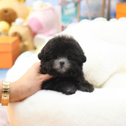 Poodle - Sirong (Female)  $4400