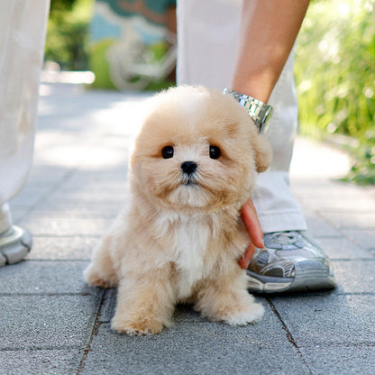 Maltipoo - Danto (Male)