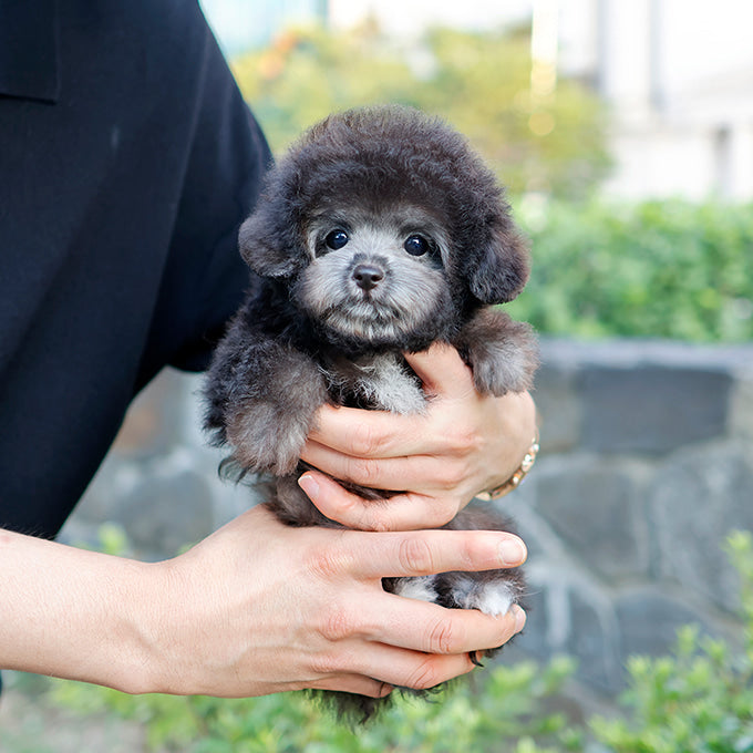 Poodle - Indi (Male)