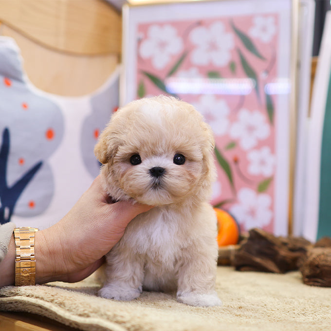Maltipoo - Danny (Male) $3200