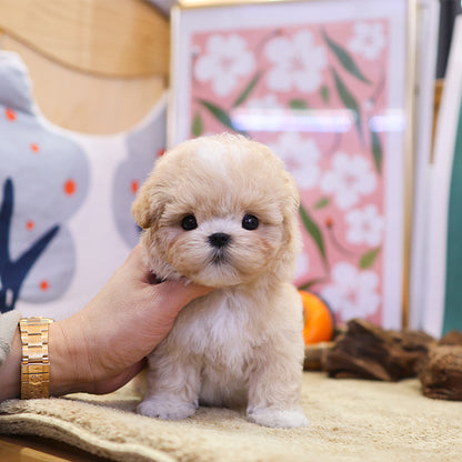 Maltipoo - Danny (Male) $3200