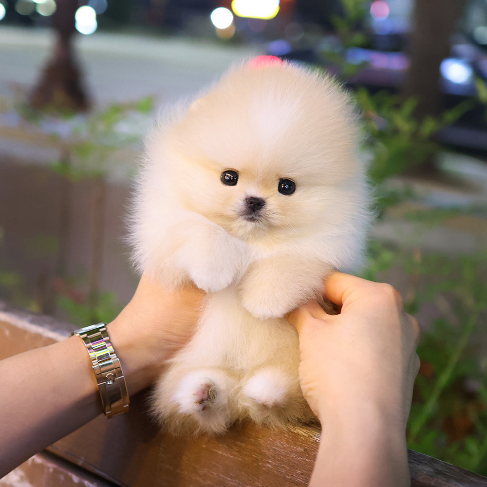 Pomeranian - Richi (Male) $2800