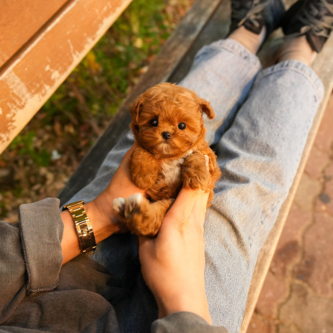 Poodle - Woori (Female) $2700