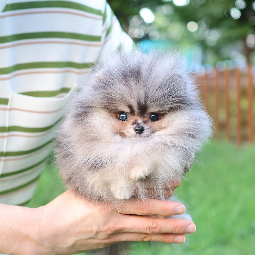 Pomeranian - Mao (Male) $4300