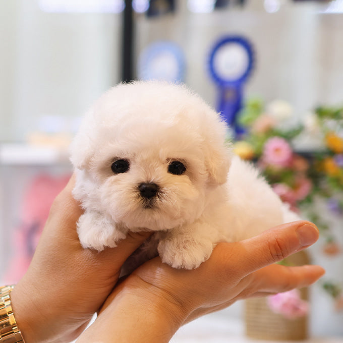 Bichon Frise - Ipeu (Male)