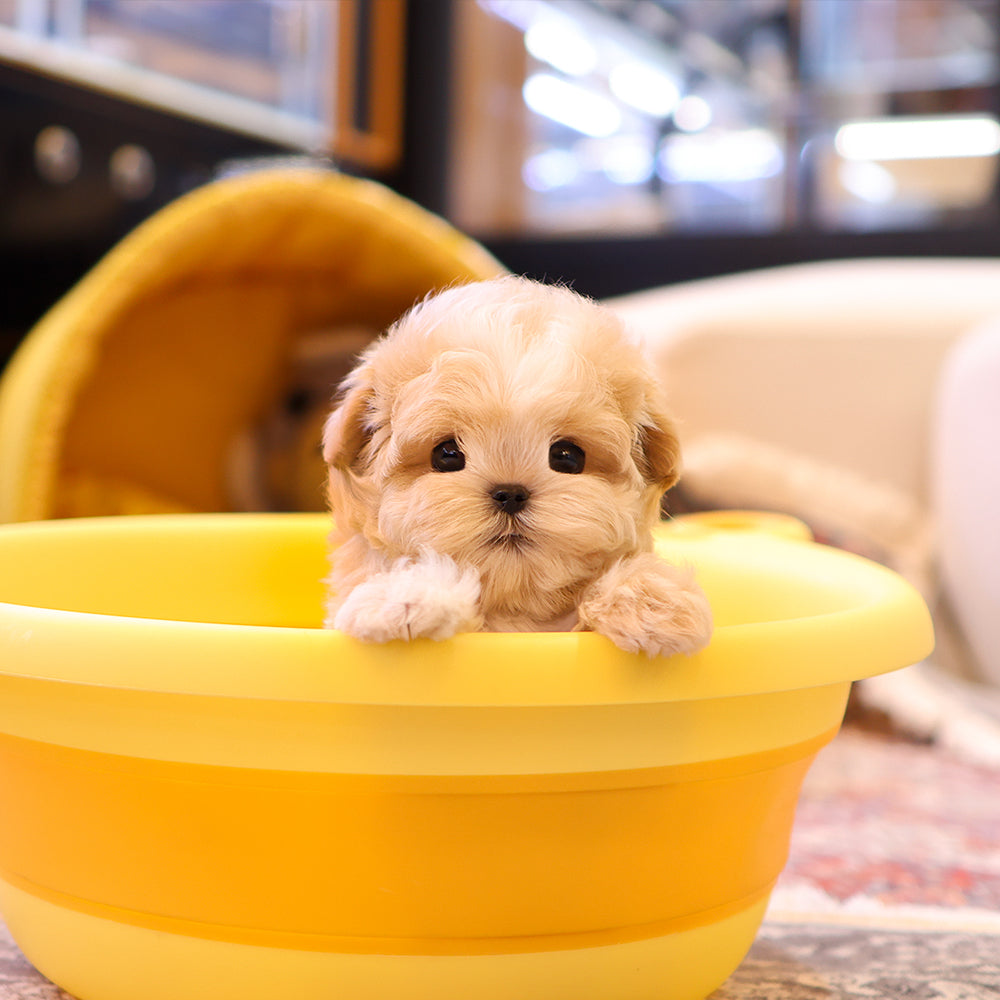 Maltipoo - Seoltang (Male) $4400