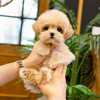 Maltipoo - Ppuu (Female)