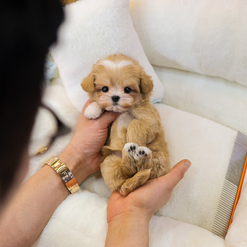 Maltipoo - Nanhwa (Female) $3200