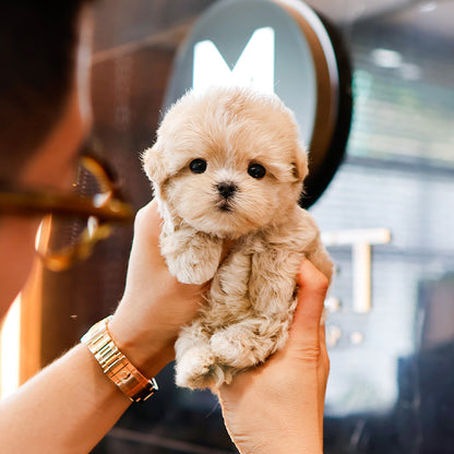 Maltipoo - Chipi (Female)