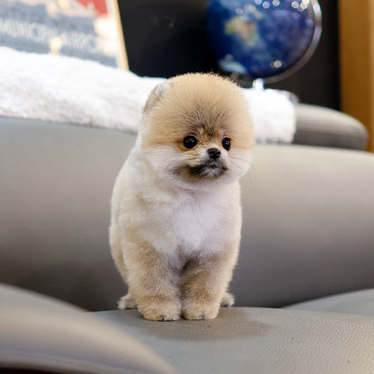 Pomeranian - Banjjak (Female) $2400