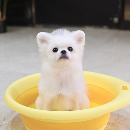Pomeranian - Ssalbong (Male) $2000